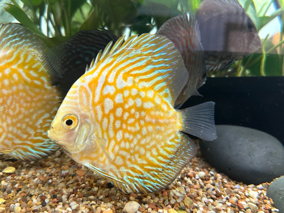 Vietnam CB Yellow Pigeon Discus (3.5-4”)
