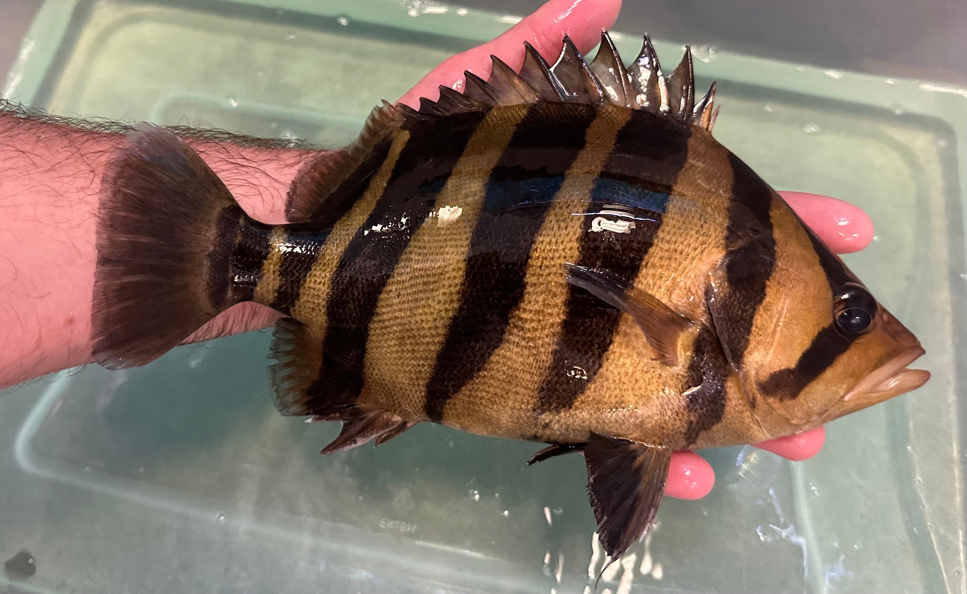 XL Gold Sumatra Datnoid (9-10”)
