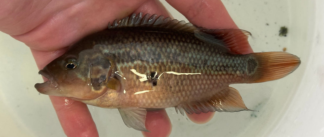 Motaguense Cichlid (4.5-5”)