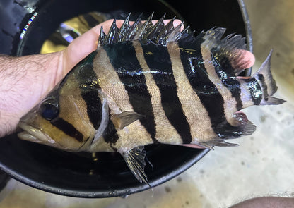 XL Sumatra Datnoid (8”)