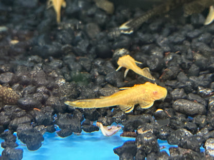 Baby Albino Bushynose Pleco (.75-1”)