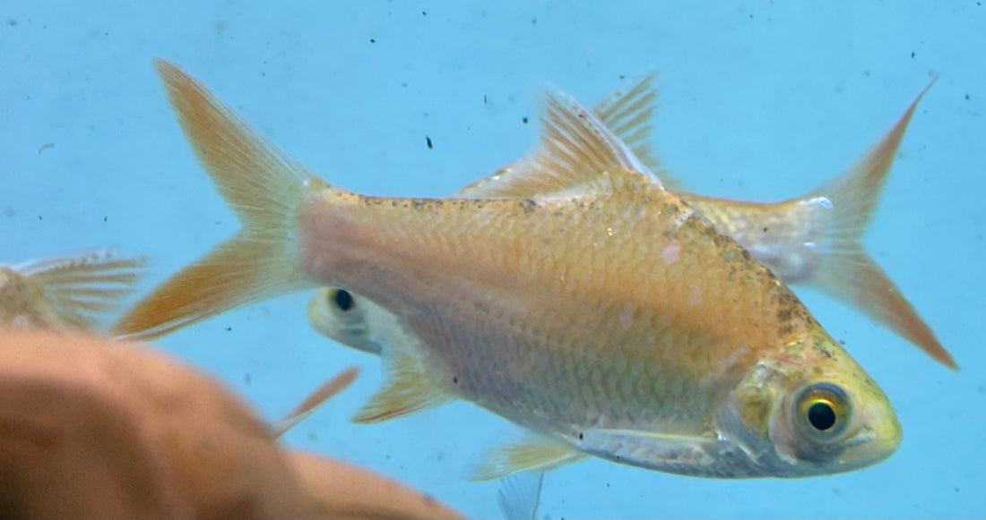 Large Xanthic Tinfoil Barb (4.5”)