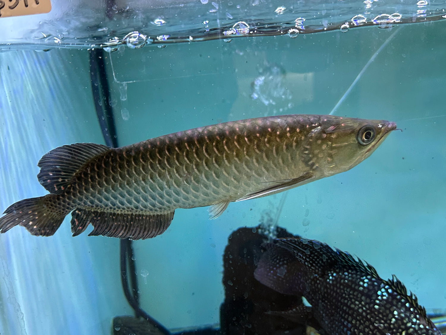 Jardini Arowana (11-12”)