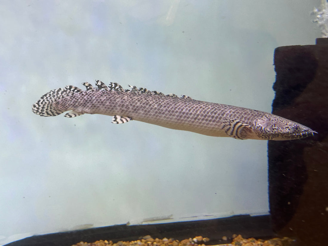 XL Ornate Polypterus (10-11”+)