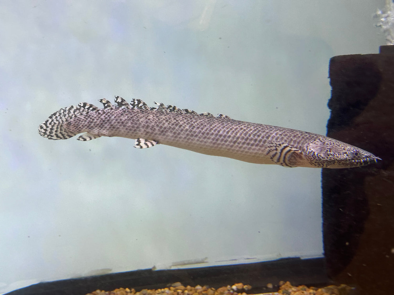 XL Ornate Polypterus (10-11”+)