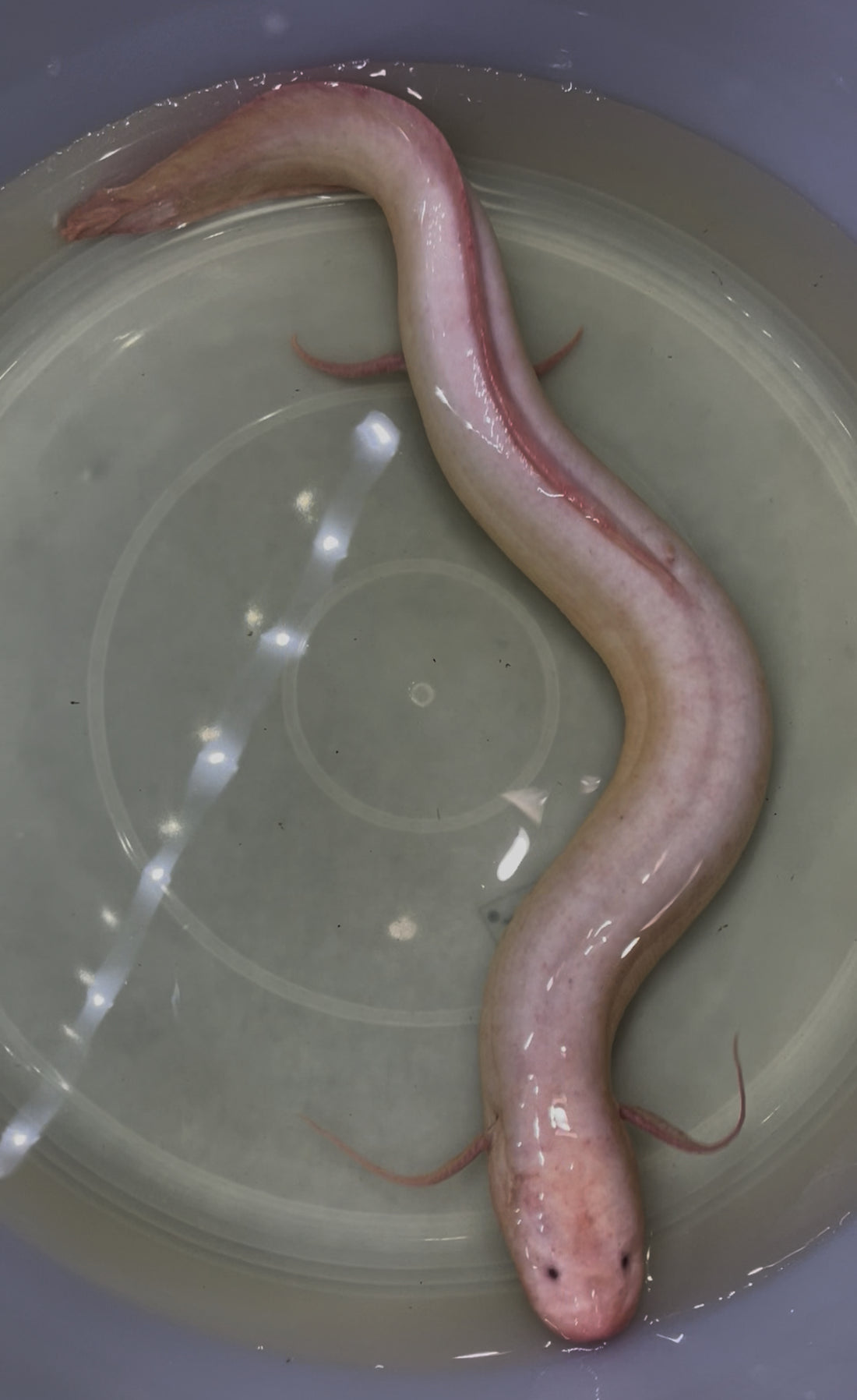 XL Albino Dolloi African Lungfish (24”+)