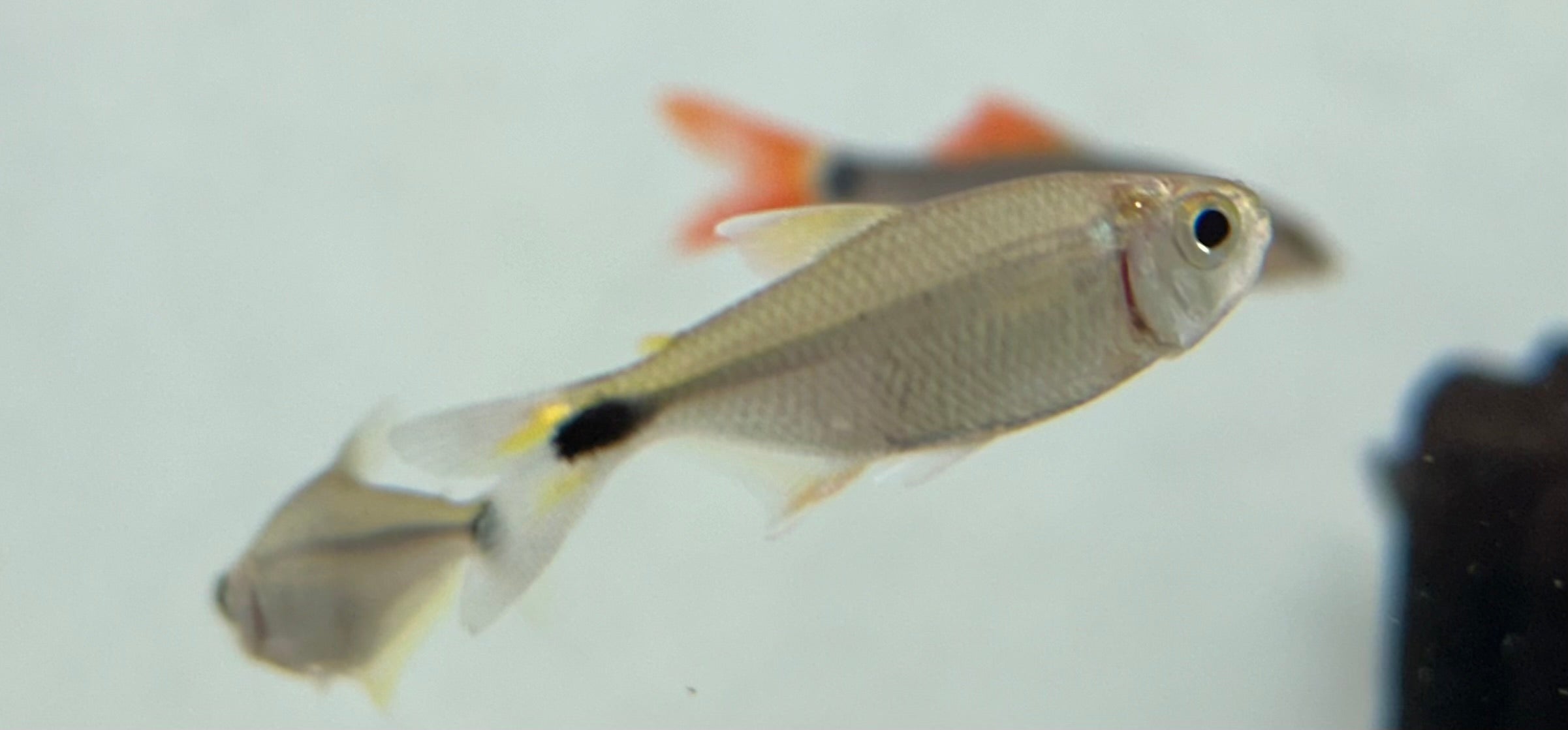 Banded Astyanax Tetra (1.5”)