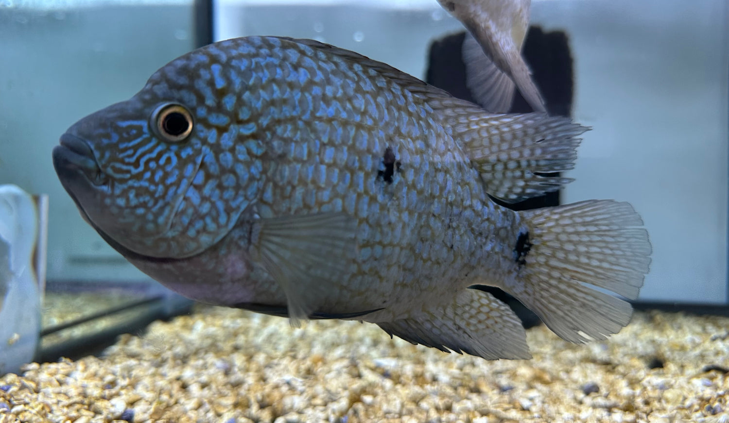 XL Carpintis Cichlid (6-7”)