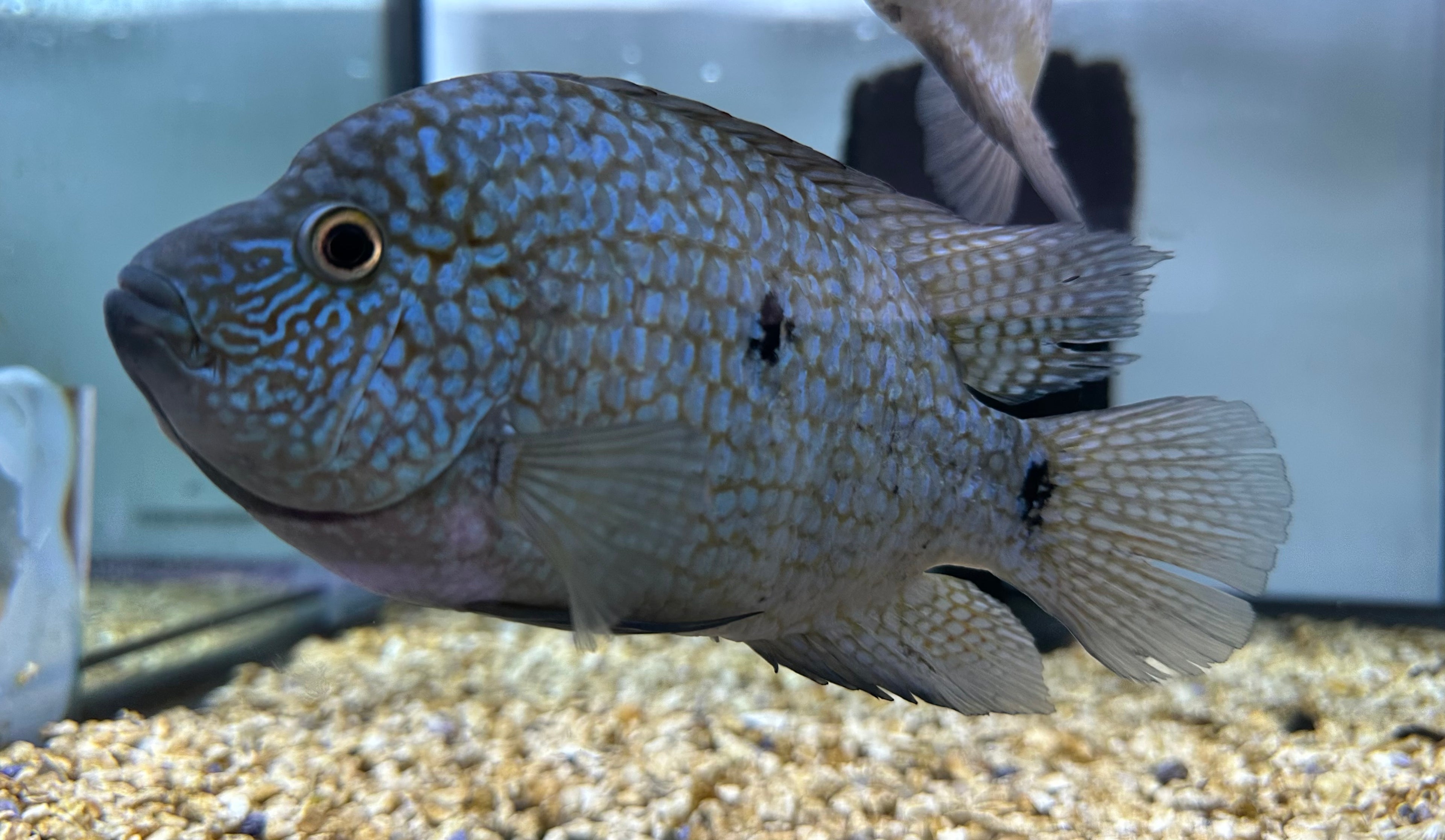 XL Carpintis Cichlid (6-7”)