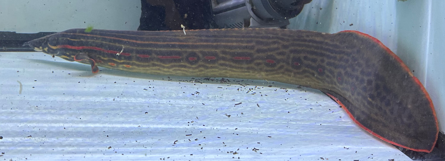 Jumbo Fire Eel (25-26”+)