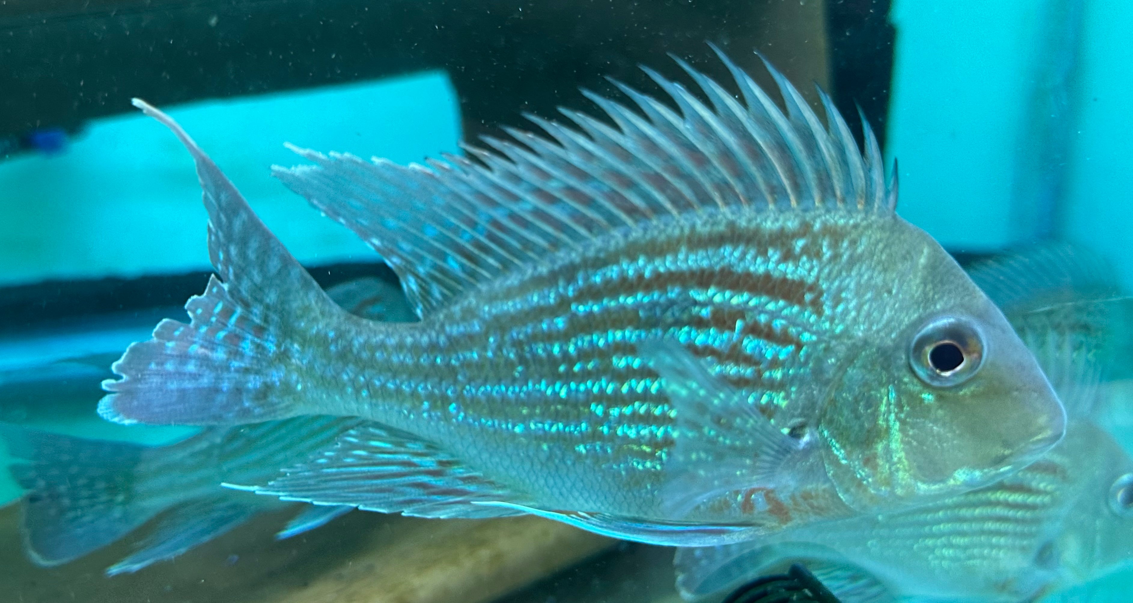 Large Sveni Geophagus (5-5.5”)