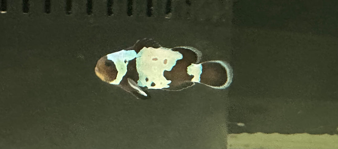 Black Snowflake Clown Fish (1-1.25”)