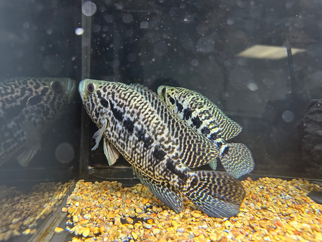 Jaguar Cichlid Breeding Pair (6.5-8.5”)
