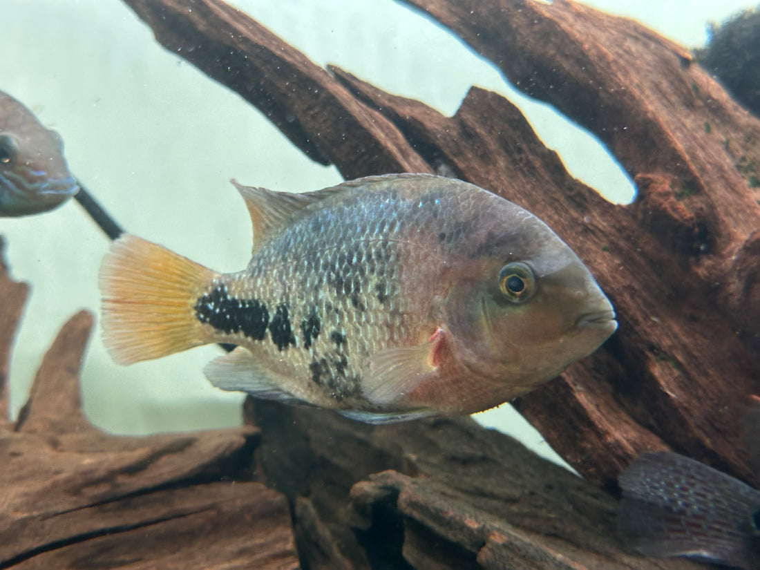 Synspilum Cichlid (5”)
