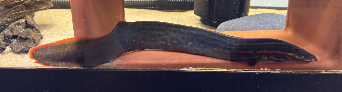Fire Eel (17-18”)