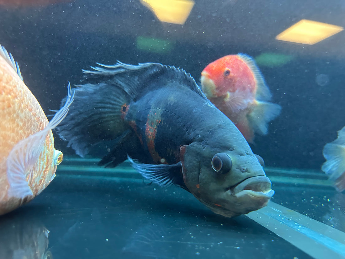 Longfin Tiger Oscar (8-9”)