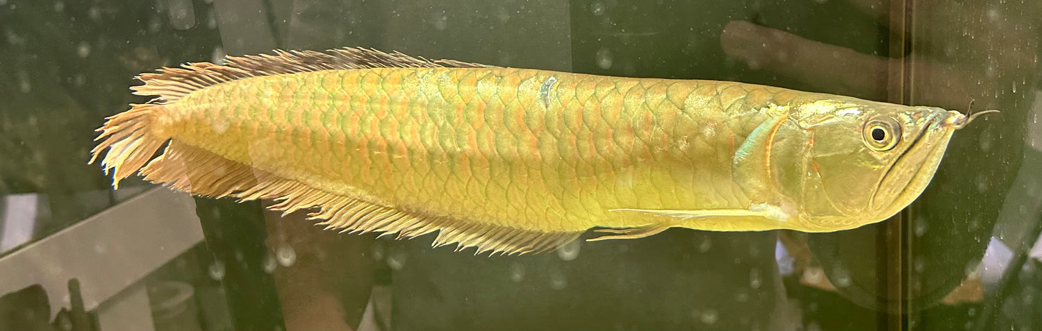 Arowana plateada XL (16-18”)