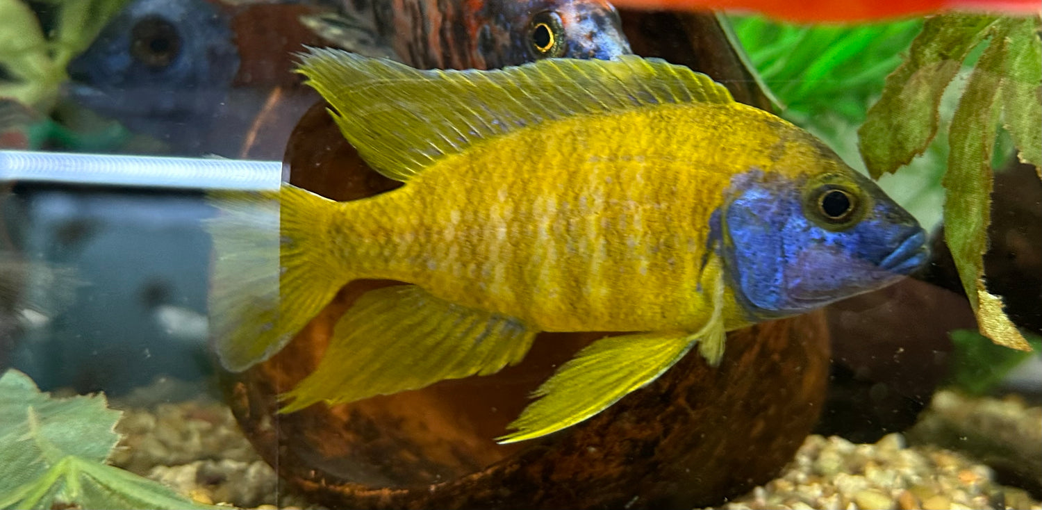 Assorted Show Male Peacock/Hap Cichlid (4”+)