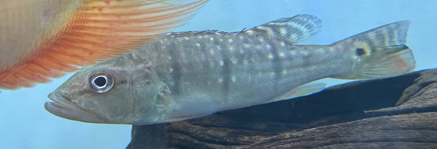 Fogo Peacock Bass (5.5-6”)