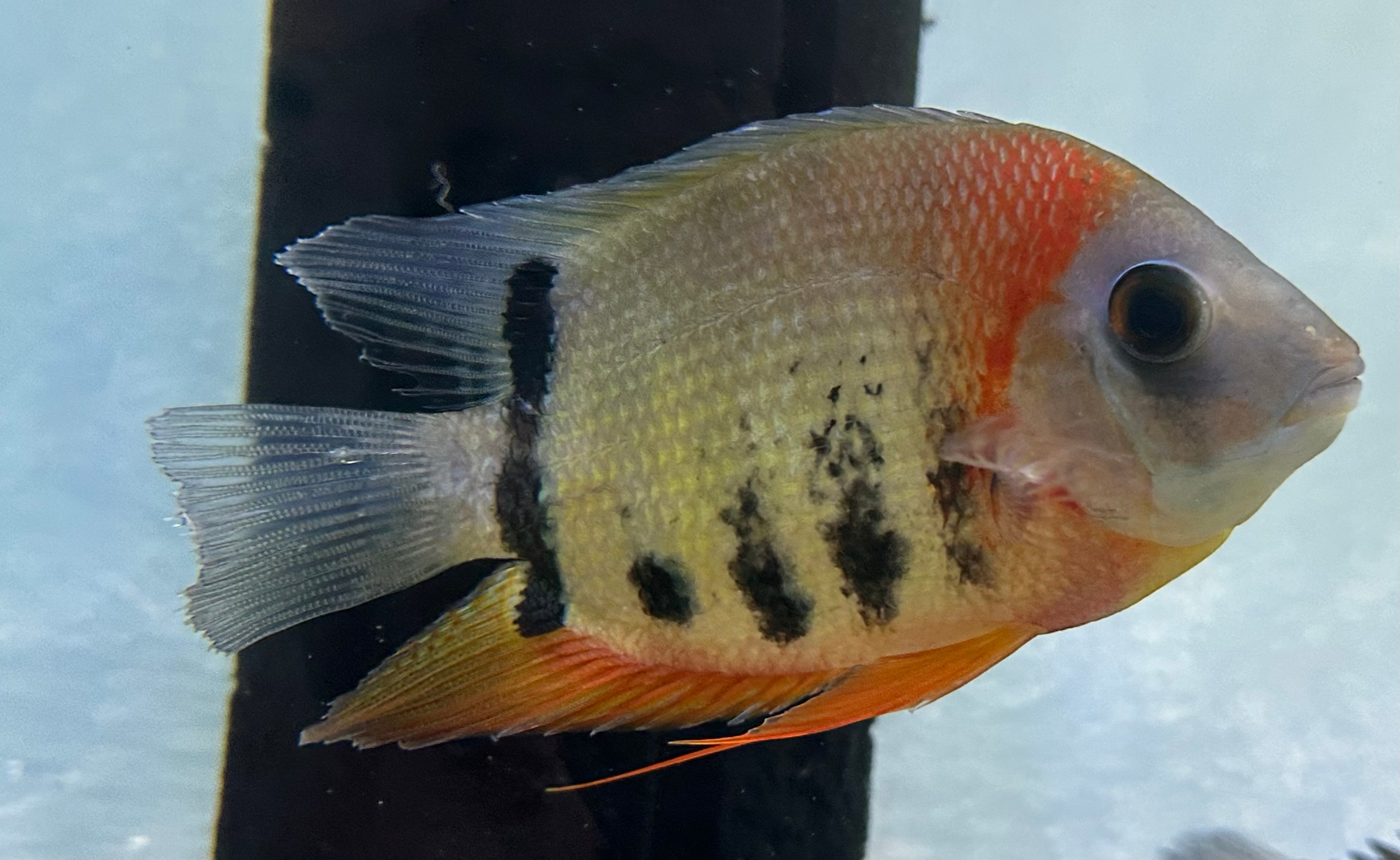 Red Shoulder Severum (5-5.5”)
