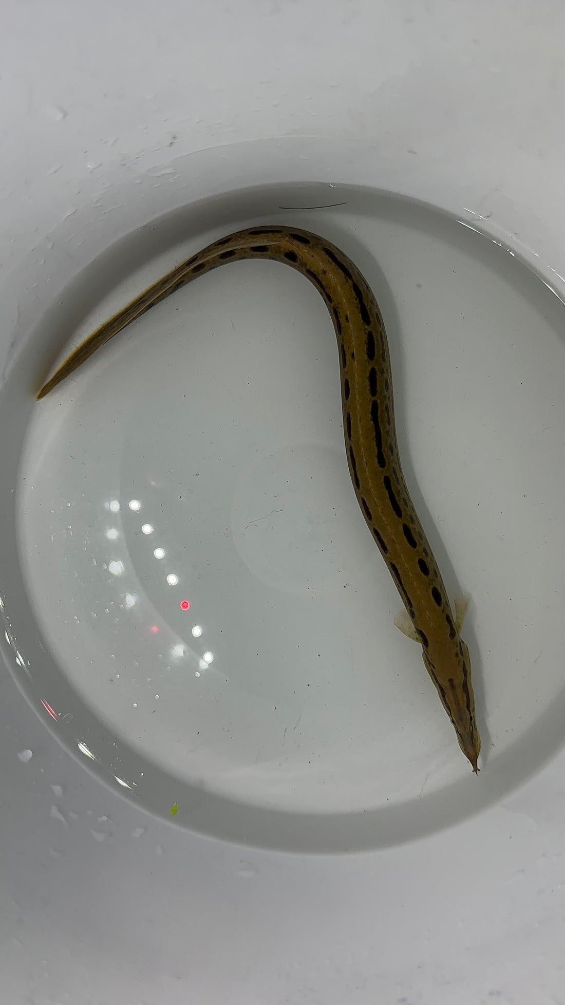Large Black Spot Spiny Eel (10-11”)