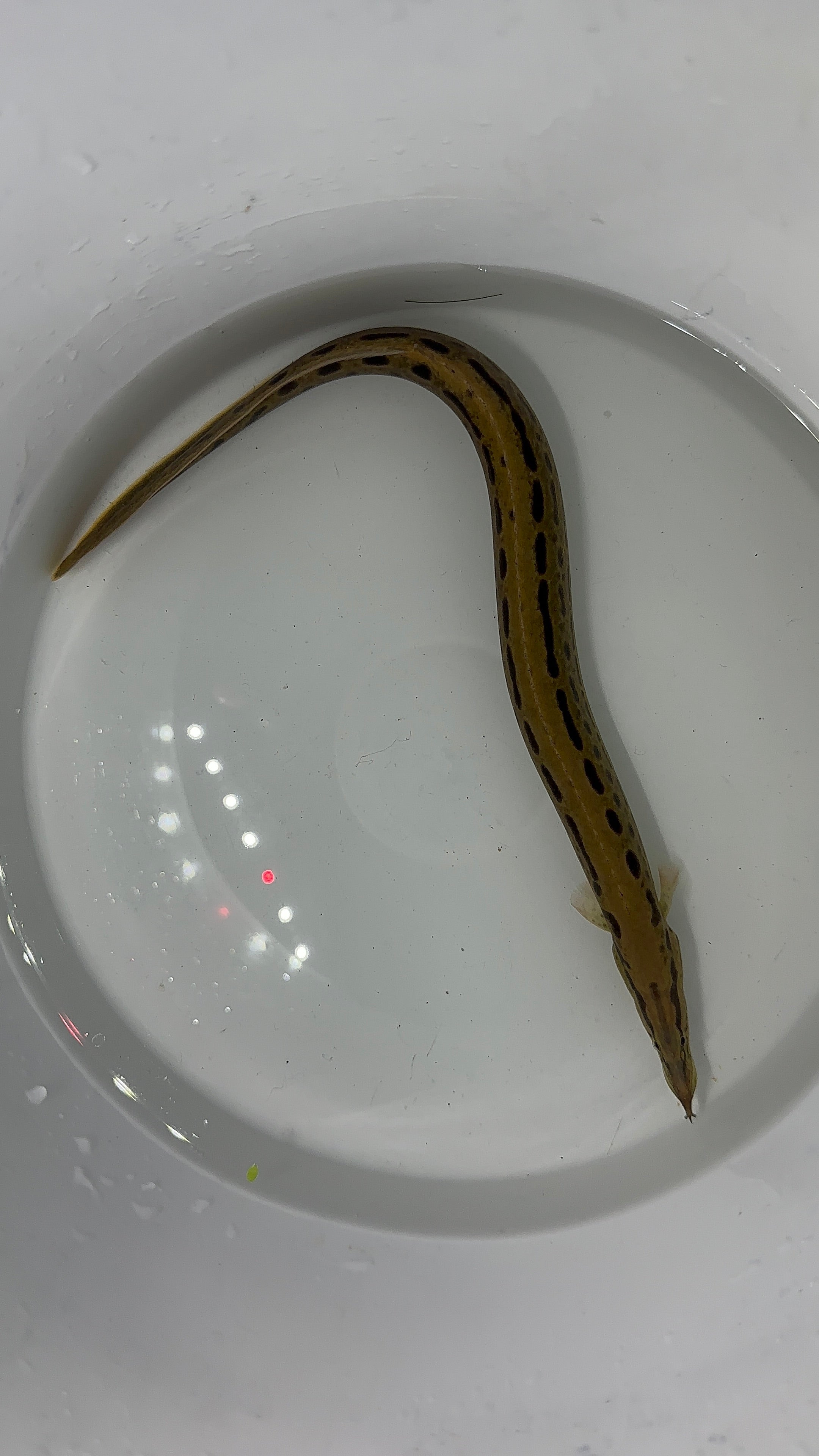 Large Black Spot Spiny Eel (10-11”)
