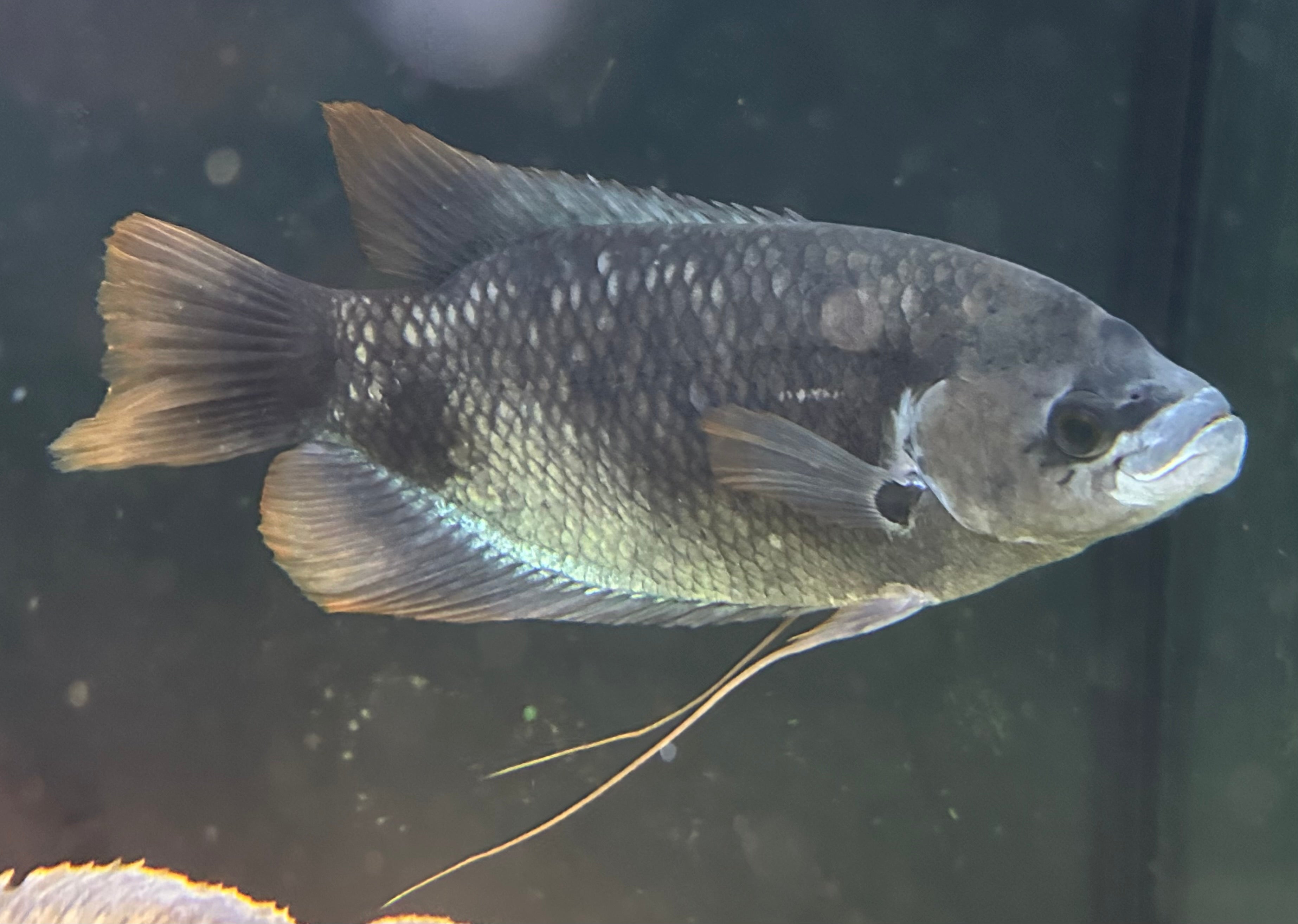 XL Redtail Giant Gourami (9-10”)