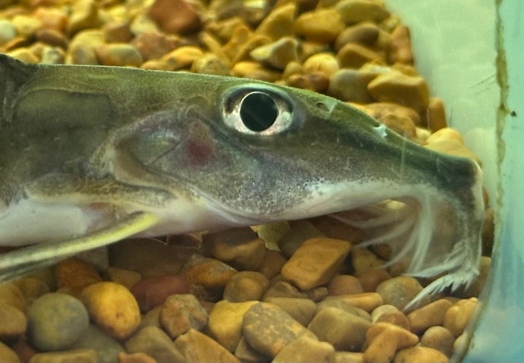 Large Peruvian Sturgeon Catfish (6”)