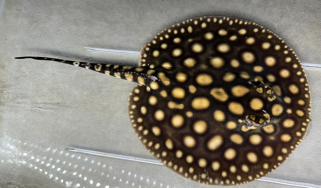 Black Diamond Hybrid Stingray (Female 6”)