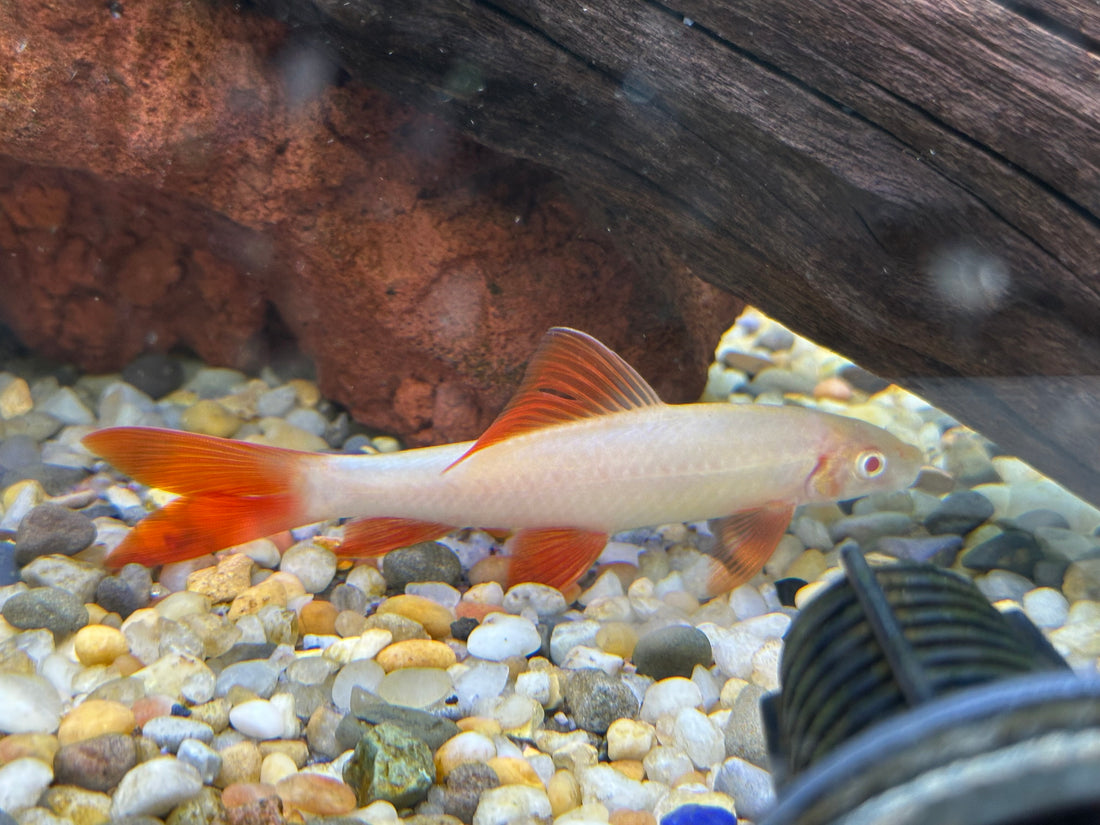 Albino Rainbow Shark (4”)