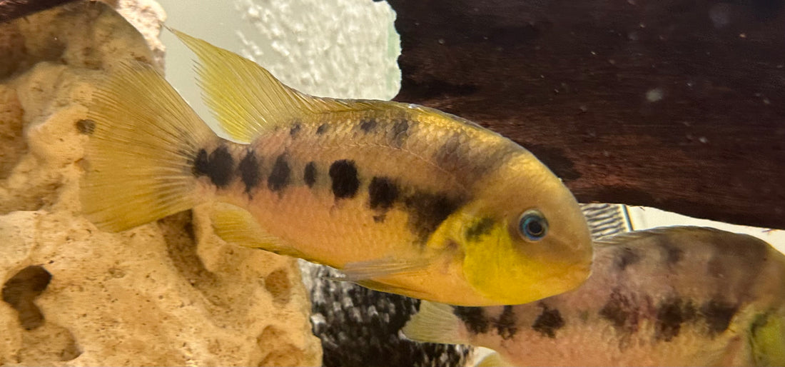 Yellow Convict Cichlid Breeding Pair (3-4.5”)