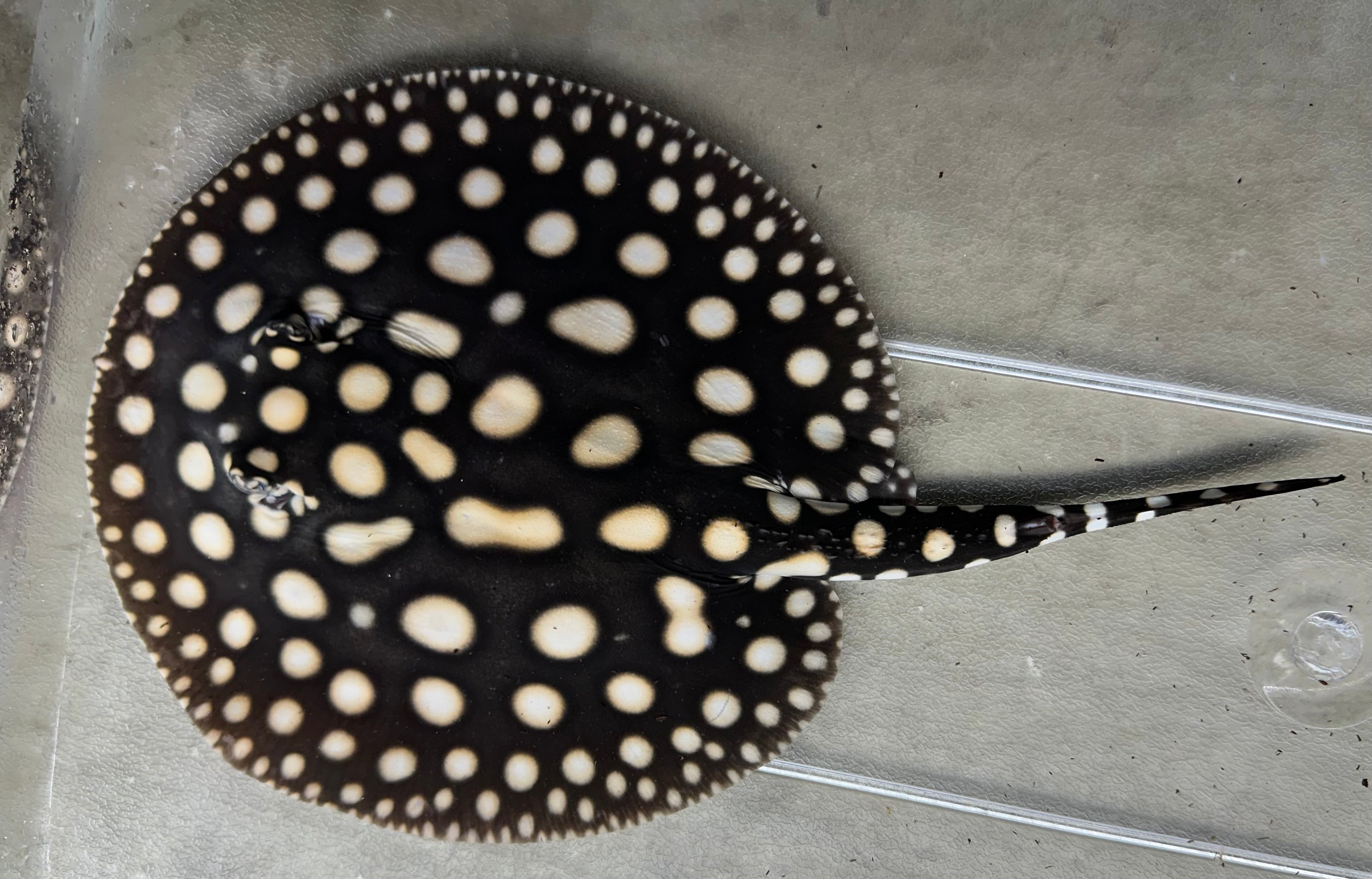 Black Diamond Stingray (Male 7”)