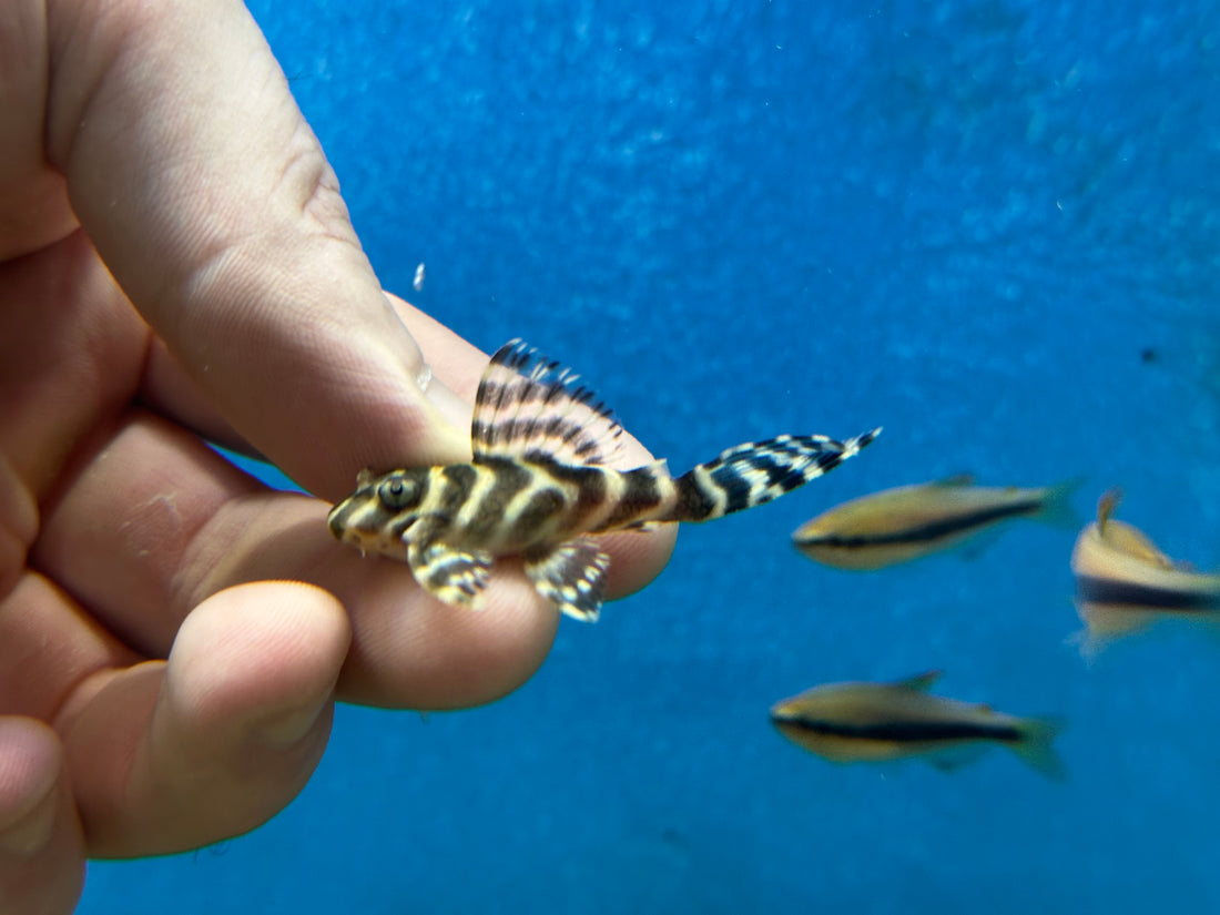 L333 King Tiger Pleco (1.75-2”)