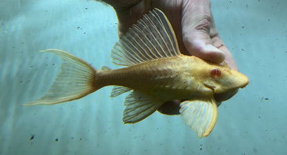 Pleco gibbiceps albino de cuerpo corto (5”+)