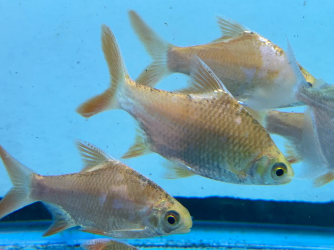 Large Xanthic Tinfoil Barb (4.5”)
