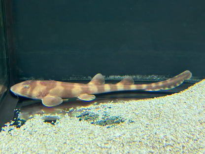 Bamboo Shark (8”+)