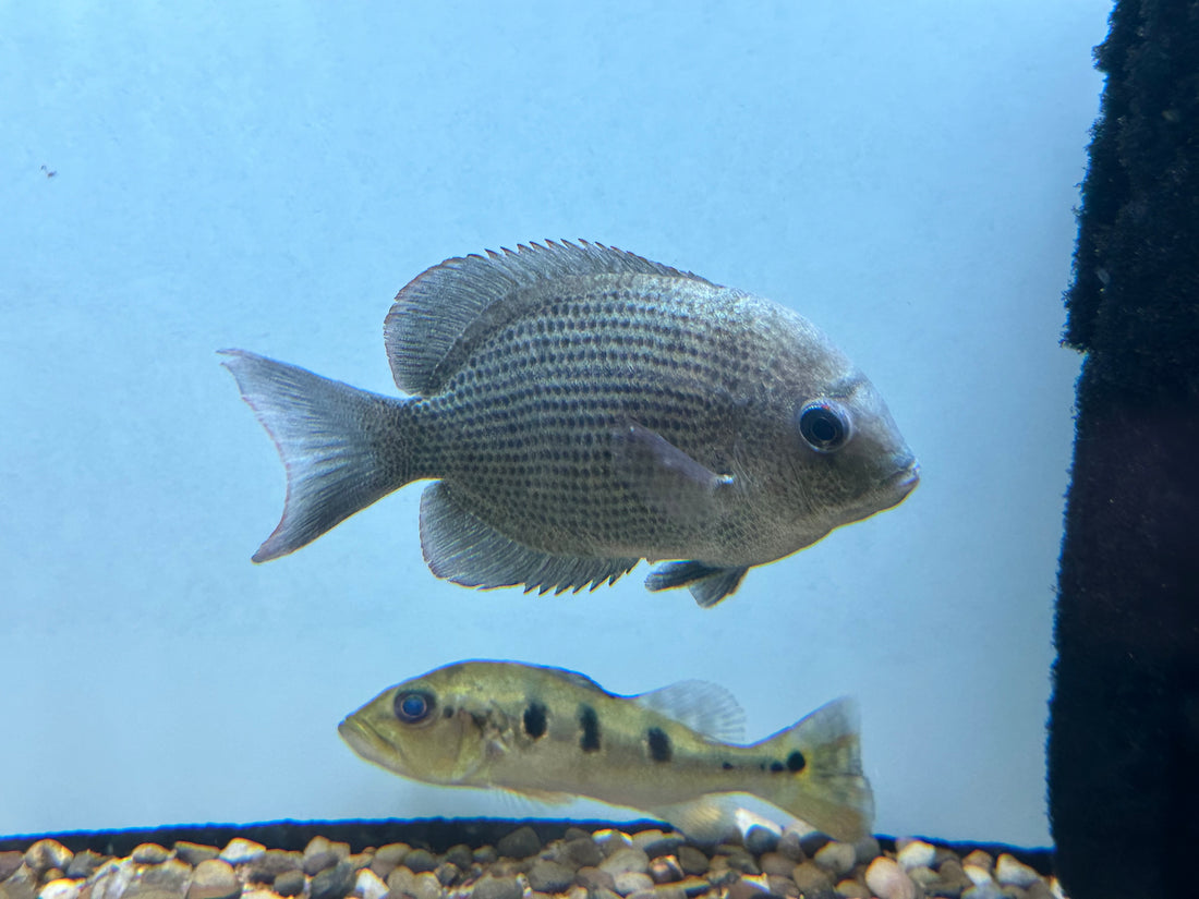 XL Pinstripe Damba Cichlid (5.5-6”)