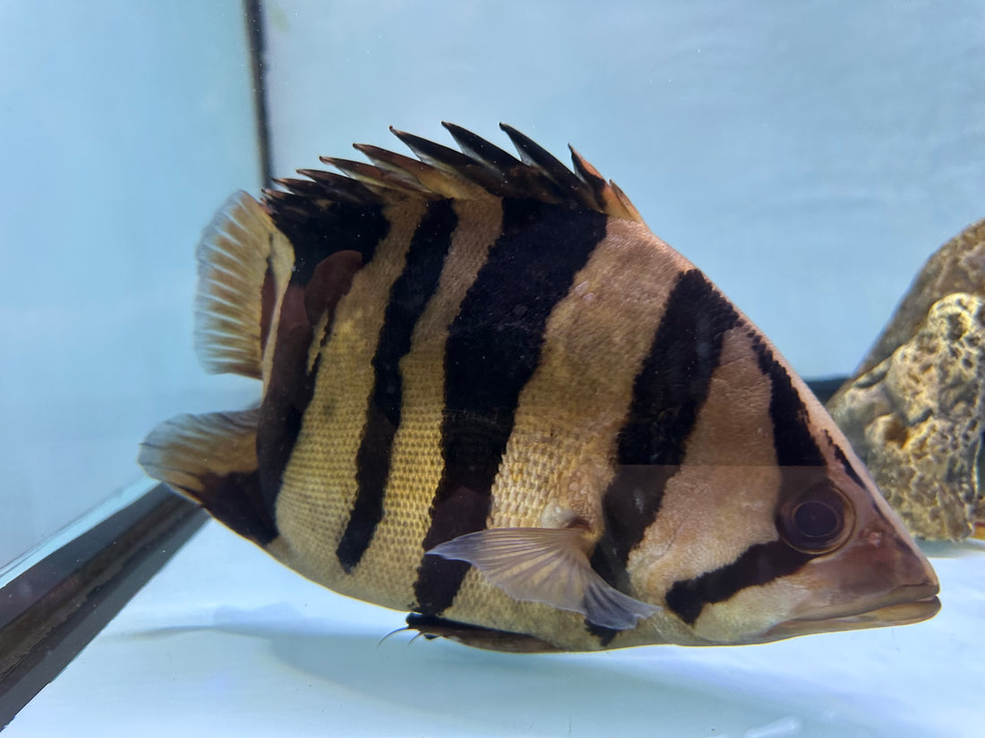 XL Tail Less Indo Datnoid (10”)