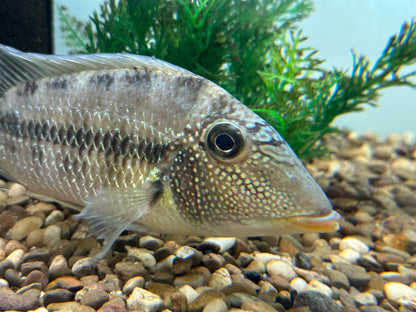 XL “Santoperca mapiritensis” Geophagus (6-7”)