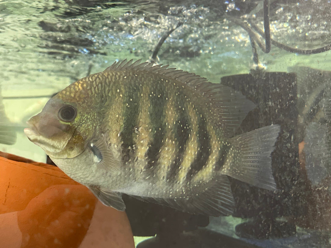 Jumbo Chromide Cichlid Pair (10-12”)