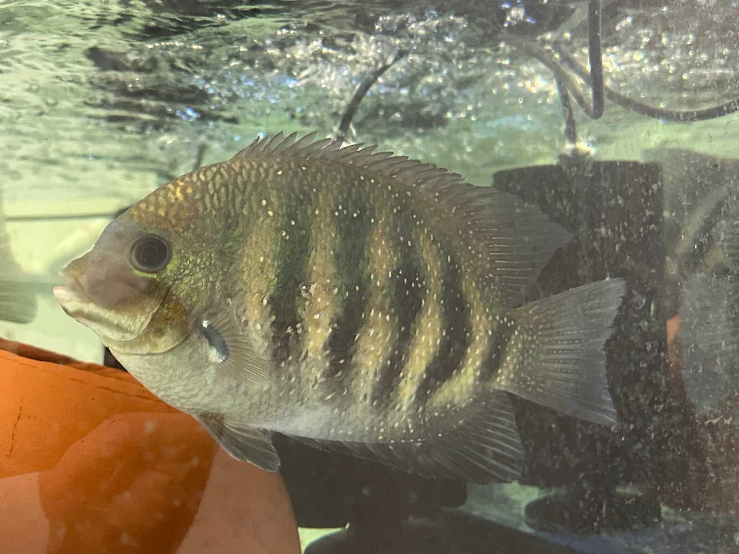 Jumbo Chromide Cichlid Pair (10-12”)