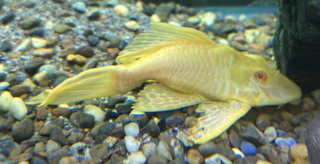 Shortbody Albino Gibbiceps Pleco (5”)