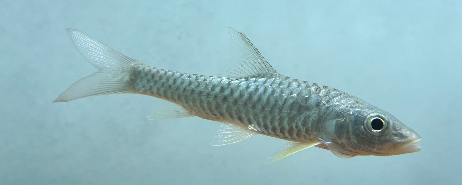 Golden Mahseer (5-6”)