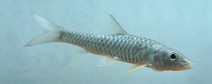 Golden Mahseer (5-6”)