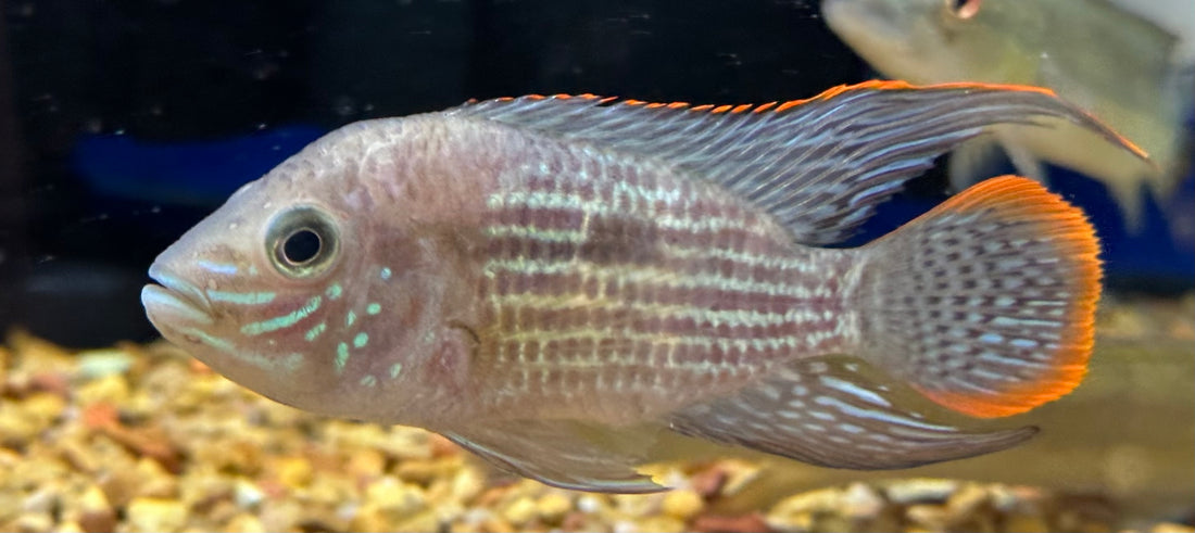 Green Terror (3.5-4”)