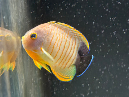 Red Stripe Angelfish (2.5-3”)