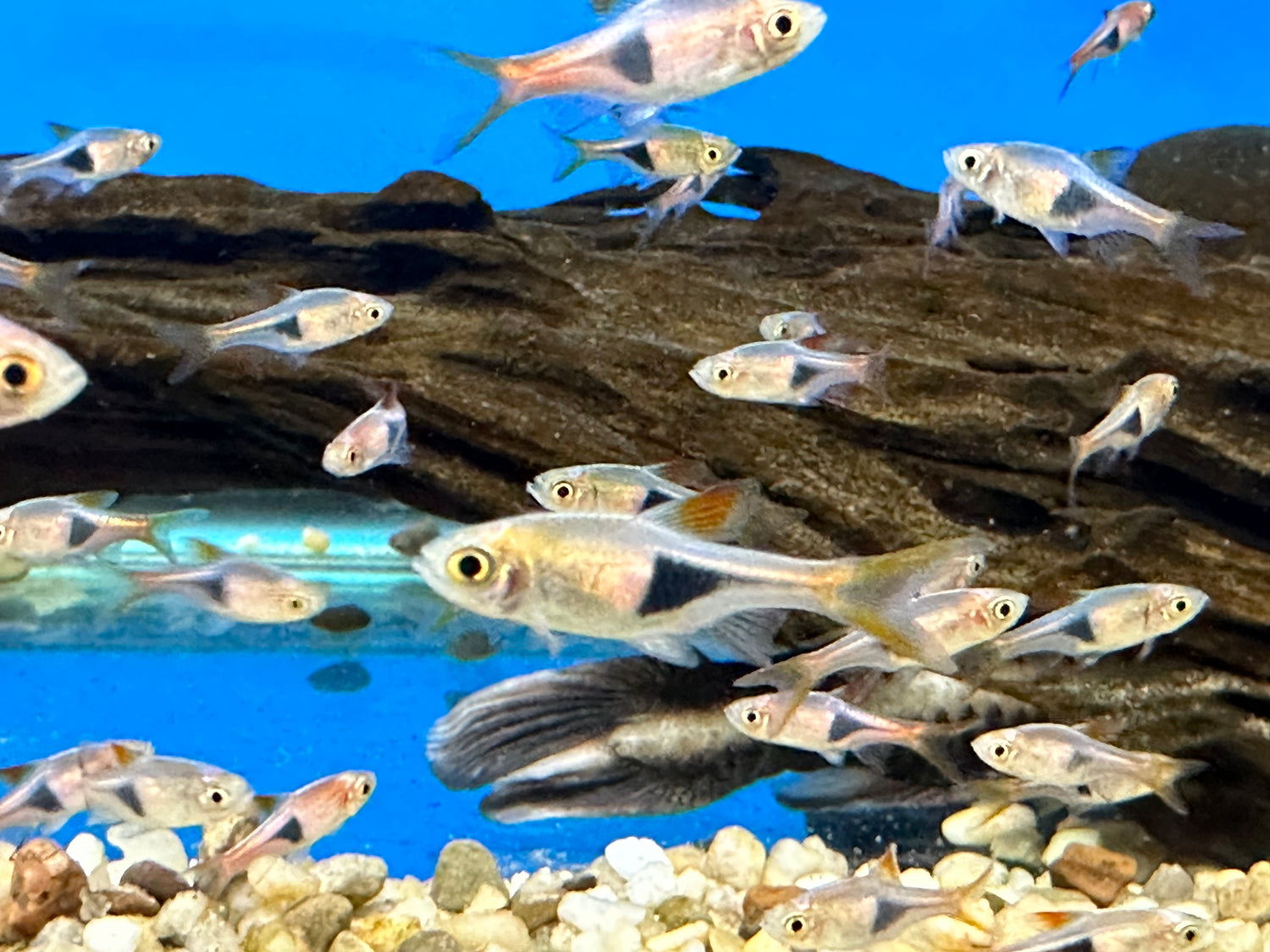 Rasbora arlequín (0,75-1”)