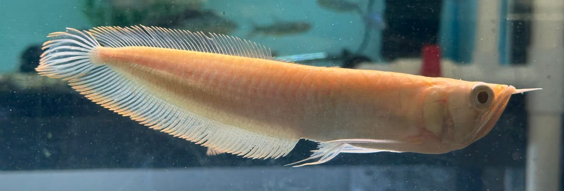 Arowana plateada albina (6-7”)
