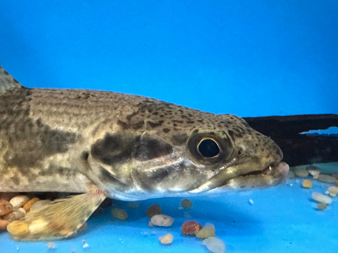 Aimara Wolf Fish (6-7”)