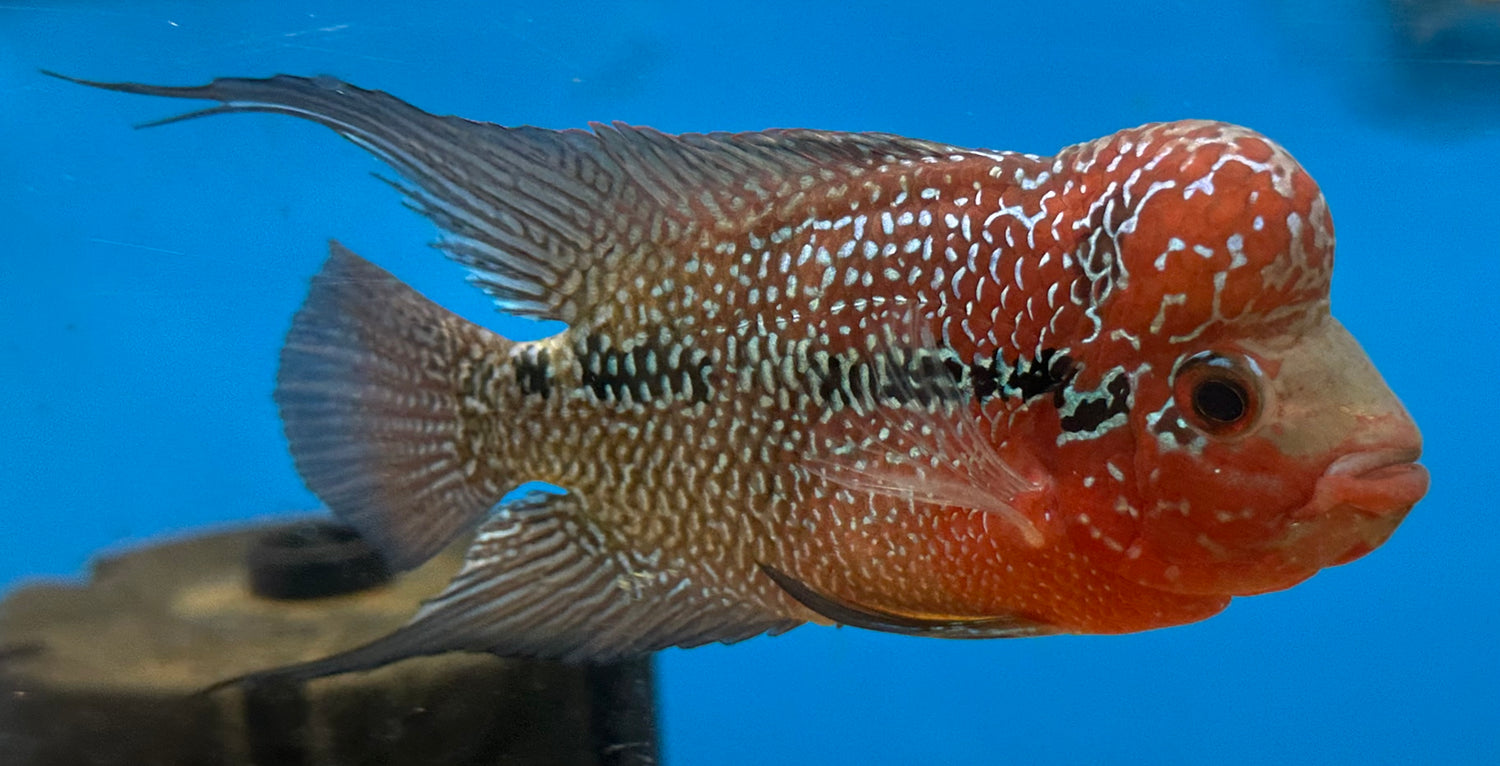 Super Red Dragon Flowerhorn (4”)